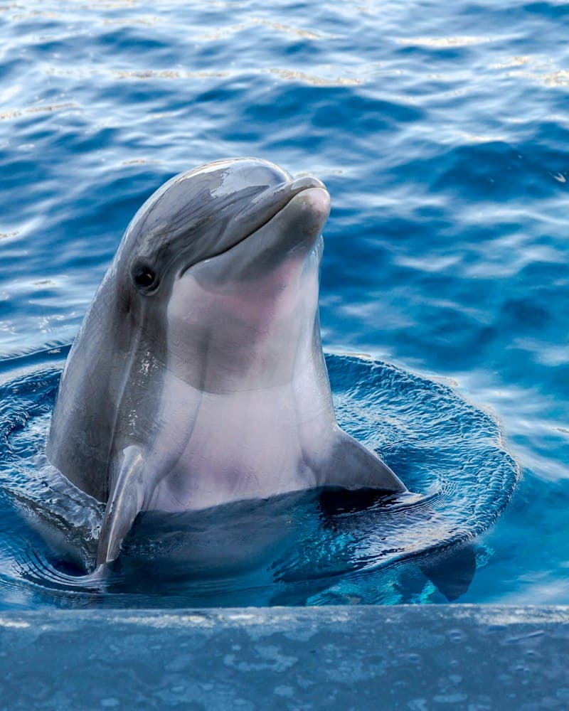 A Day with Dolphins – Khasab Full Day Cruise